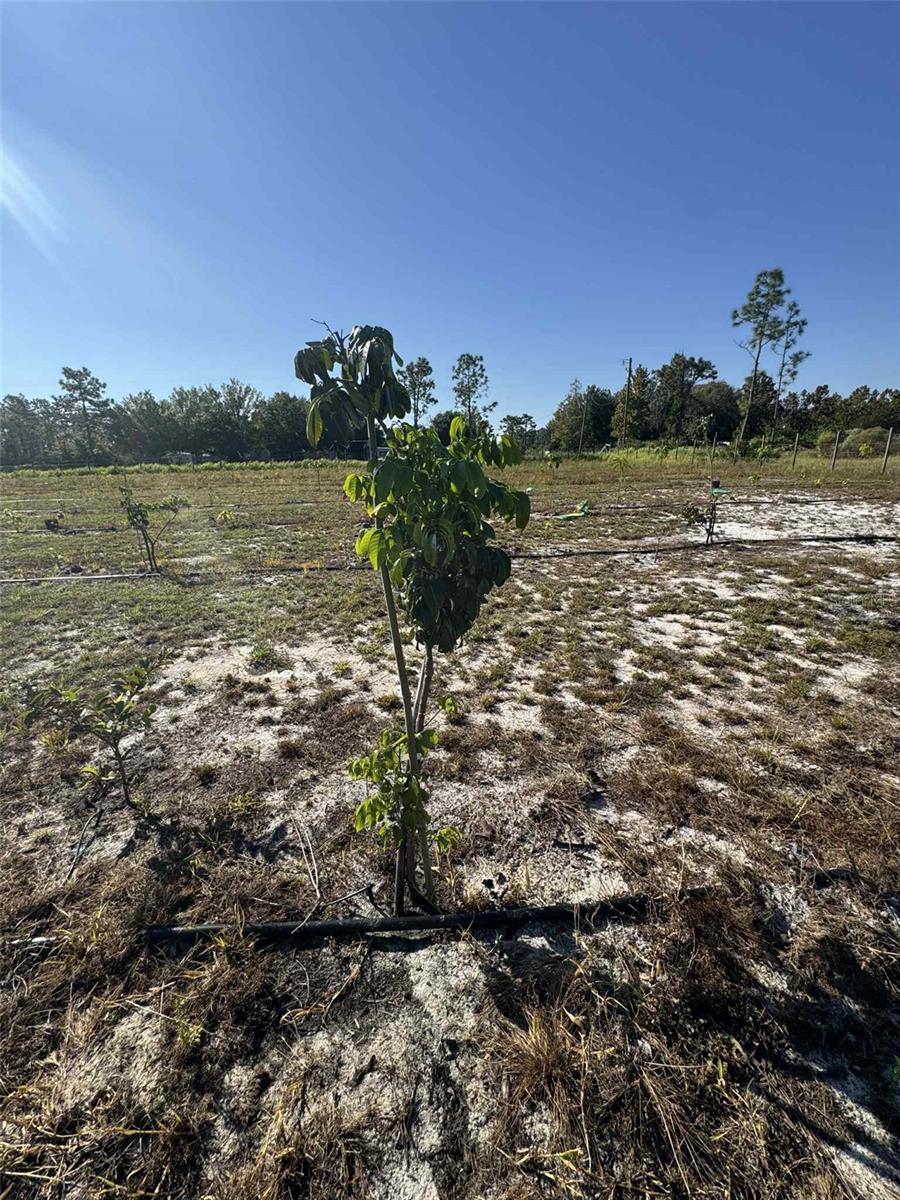 Image 11 of 17 For 61681 Krazy Court