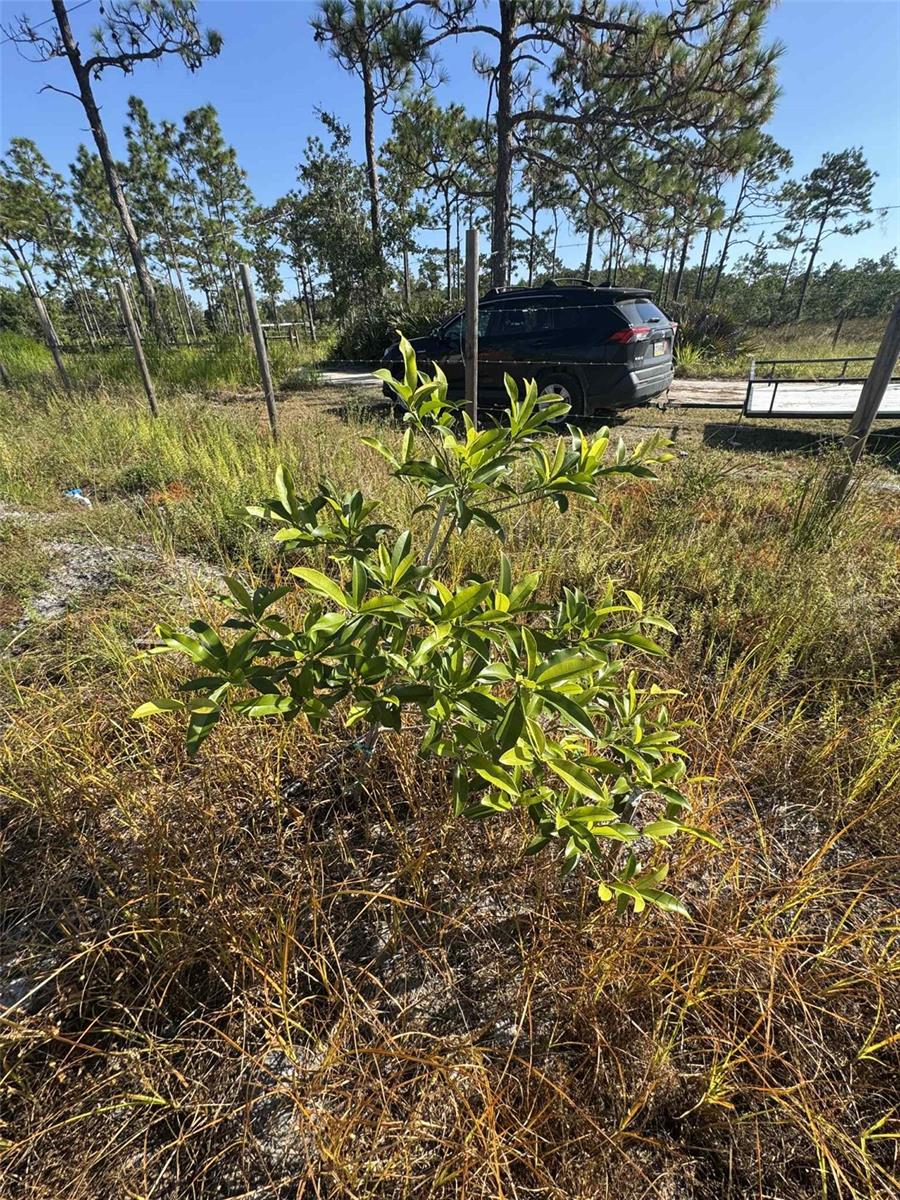 Image 12 of 17 For 61681 Krazy Court