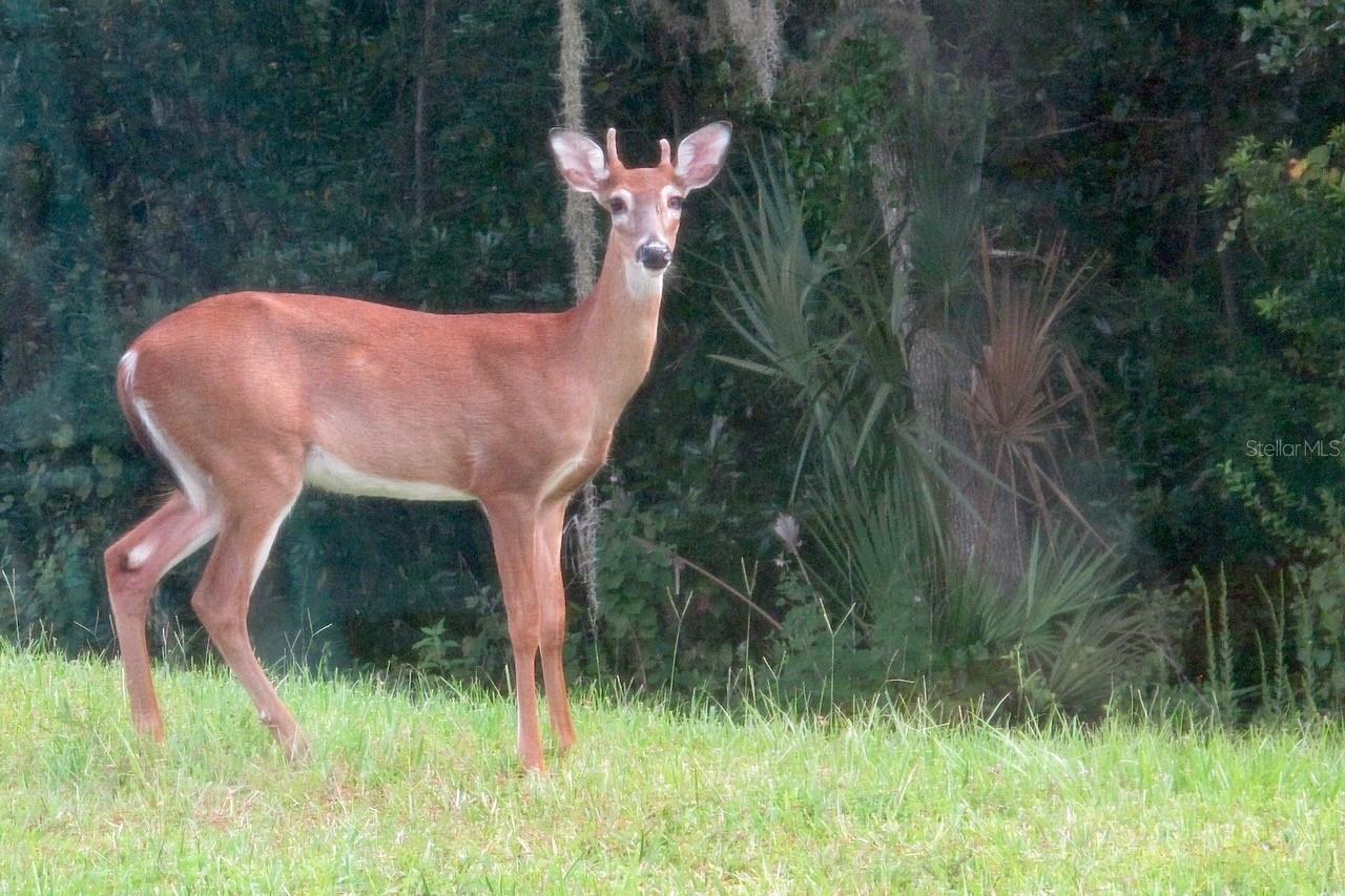 Image 6 of 68 For 543 Via Vitale Court