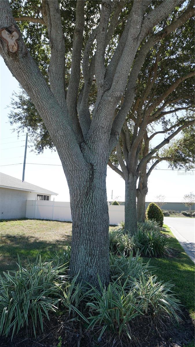 Image 22 of 23 For 104 Bentley Oaks Boulevard