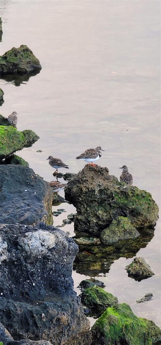 Image 56 of 73 For 6009 Sea Ranch Drive 804