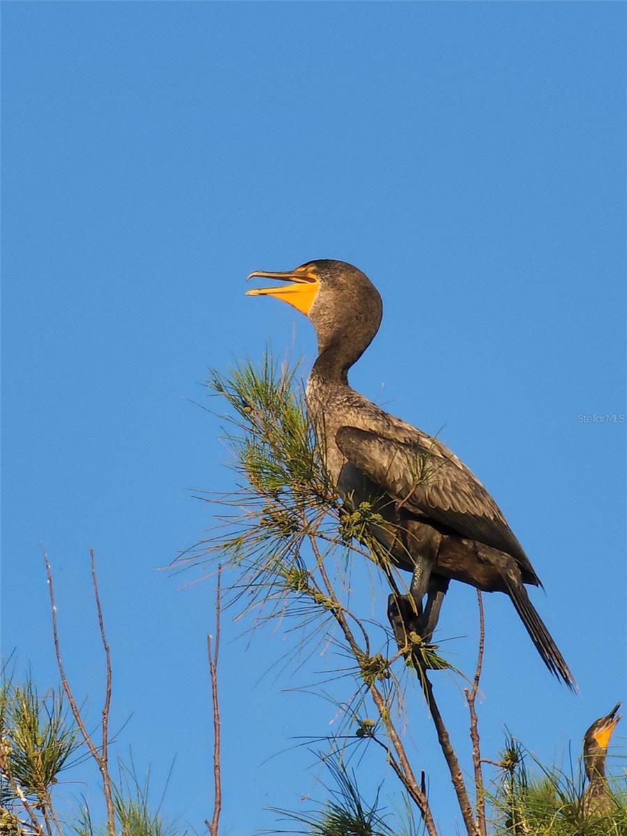 Image 60 of 73 For 6009 Sea Ranch Drive 804