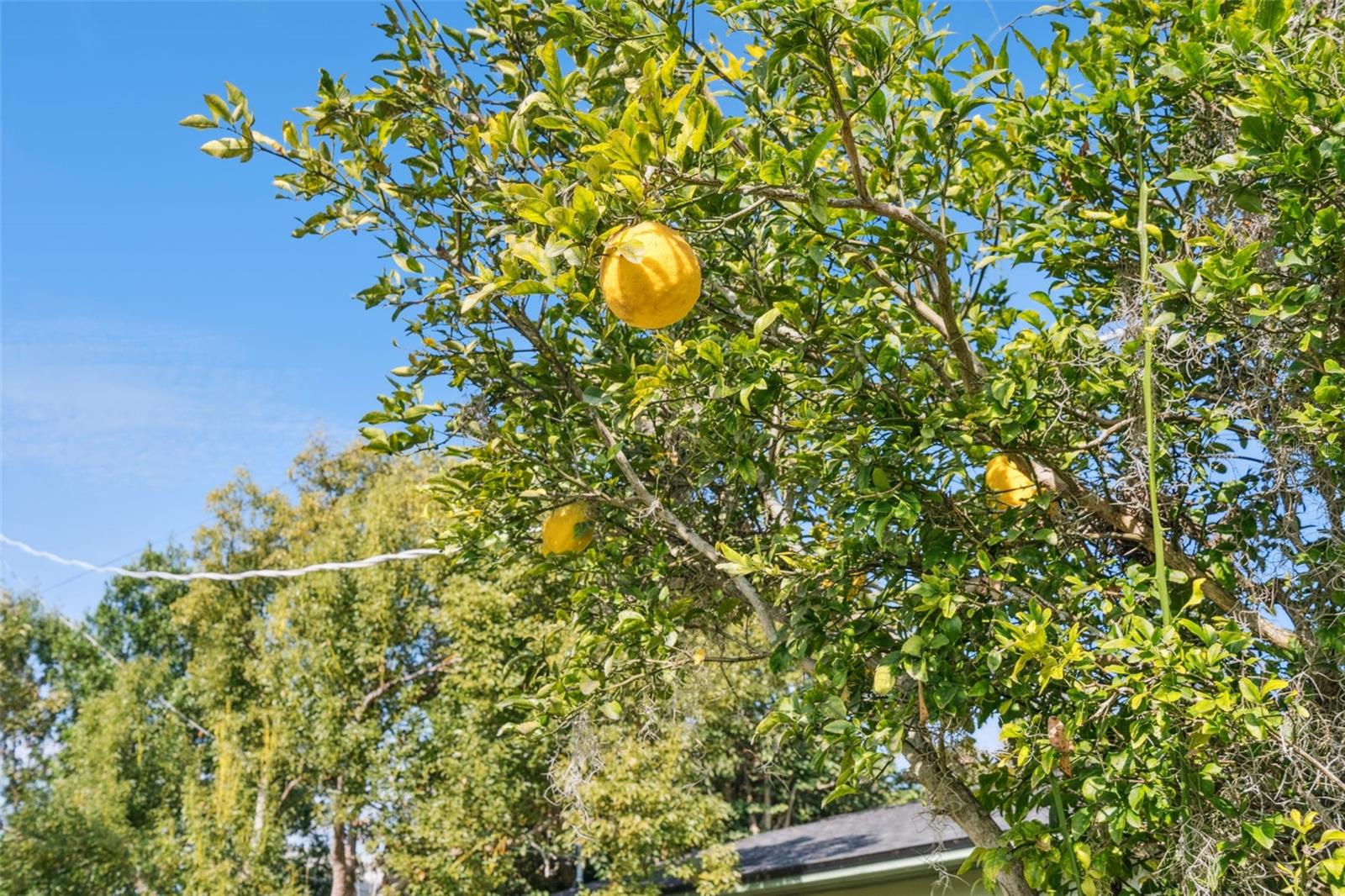 Listing photo id 25 for 1801 Lakeshore Boulevard