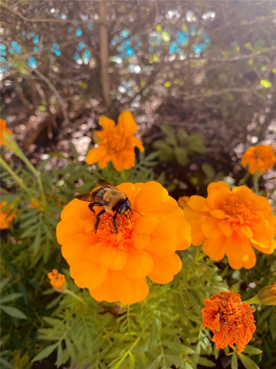 Image 40 of 53 For 8917 Legacy Court 306