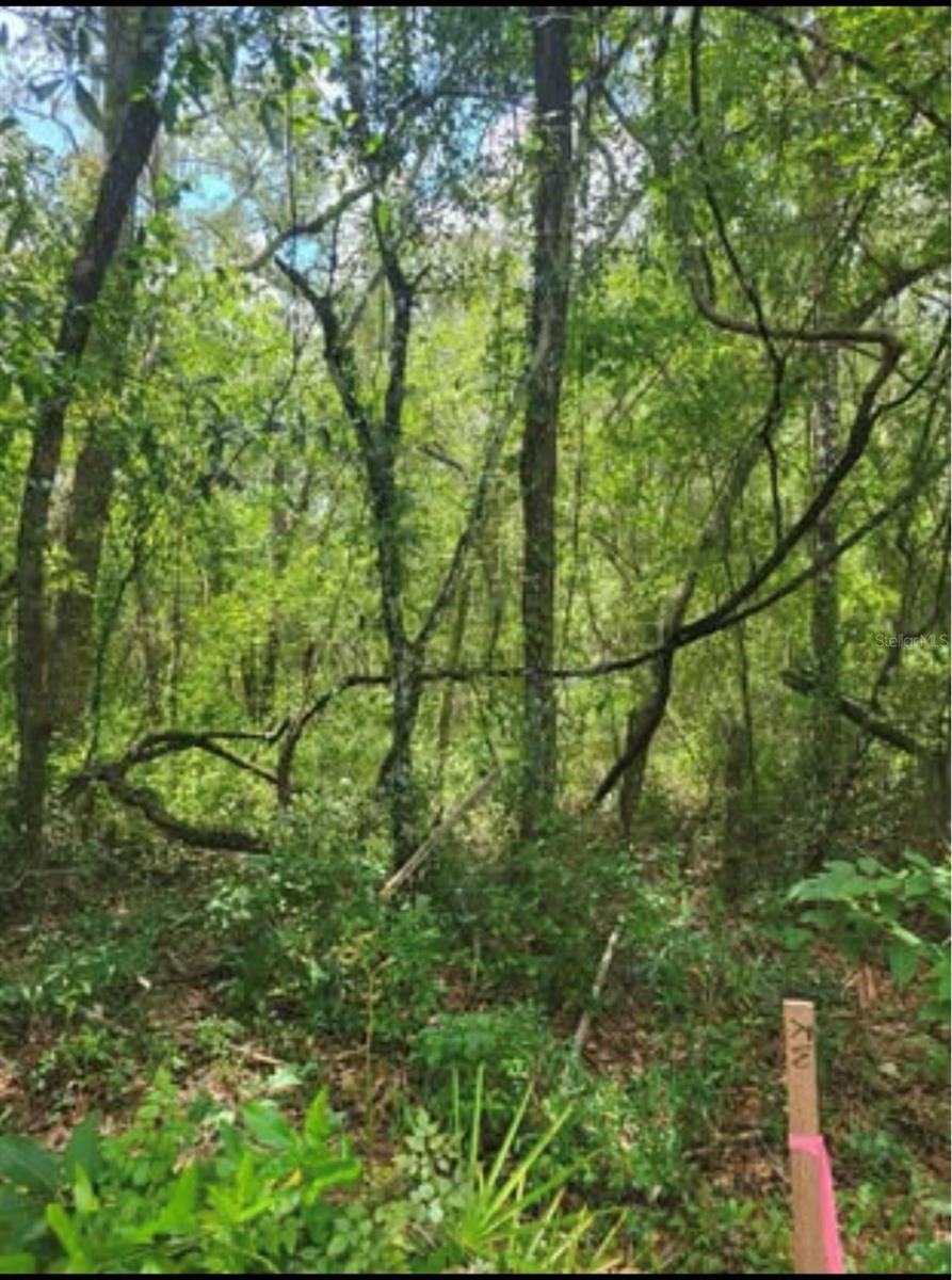 Image 2 of 2 For 33340 Tombstone Street