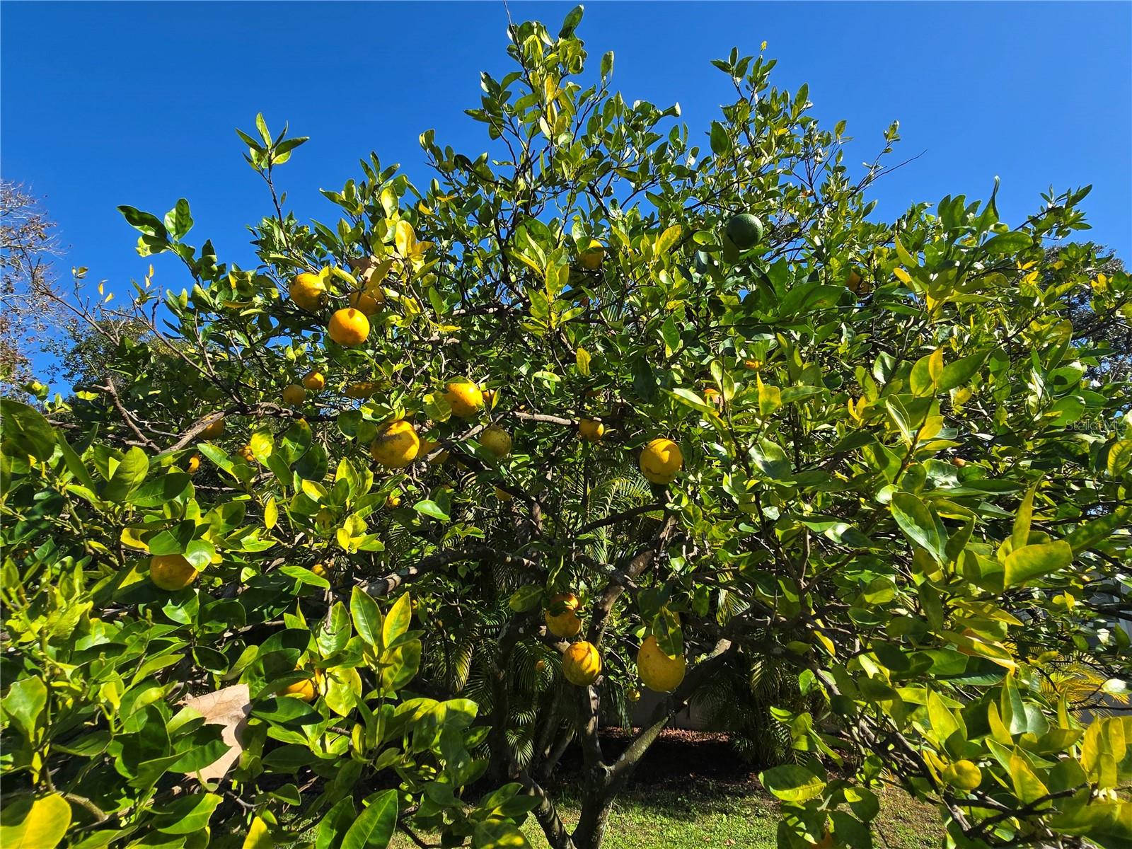 Image 9 of 53 For 1639 Flounder Street