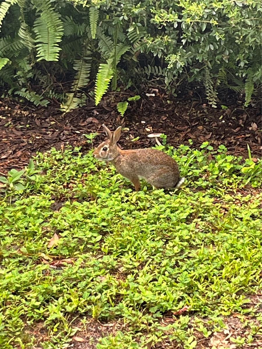 Image 5 of 18 For 1244 Creek Woods Circle