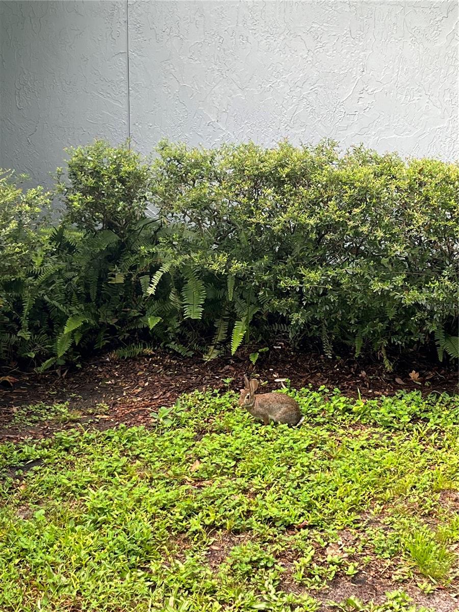 Image 6 of 18 For 1244 Creek Woods Circle