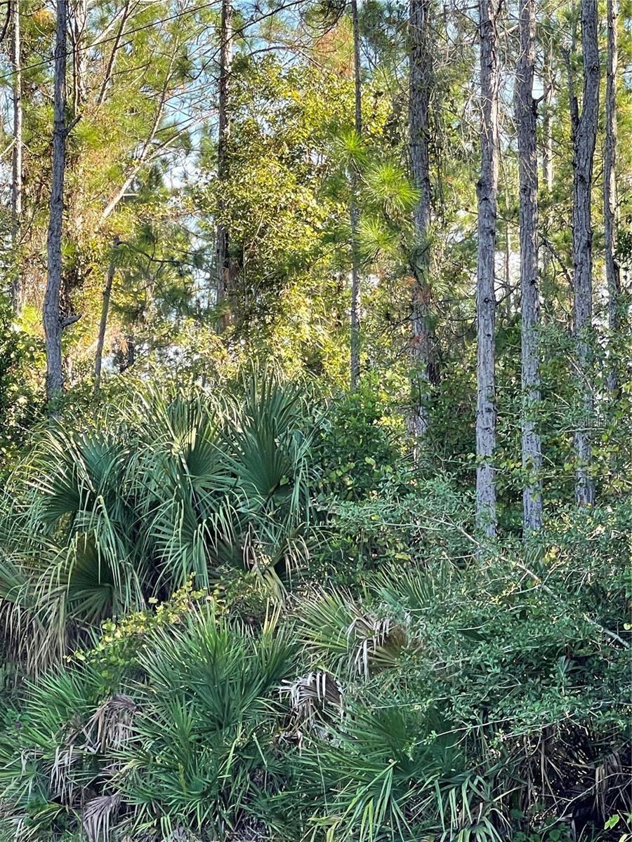 Listing Details for Old Train Road, DELTONA, FL 32738