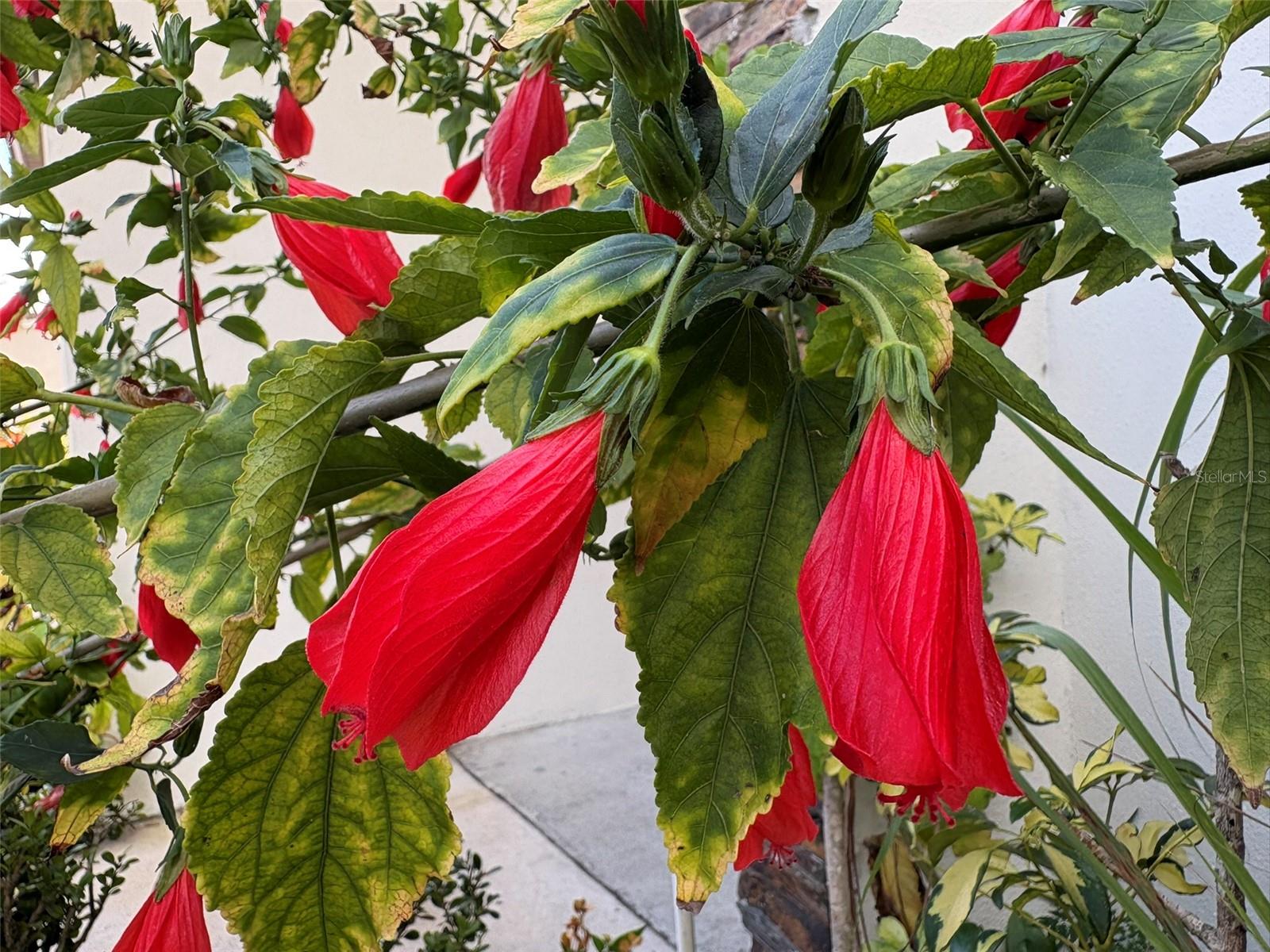 Image 31 of 31 For 22 Deacon Jones Boulevard