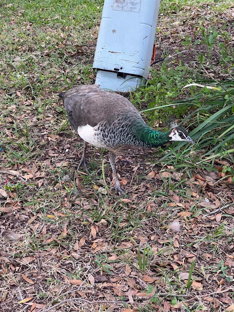 Image 30 of 45 For 1100 Calanda Avenue