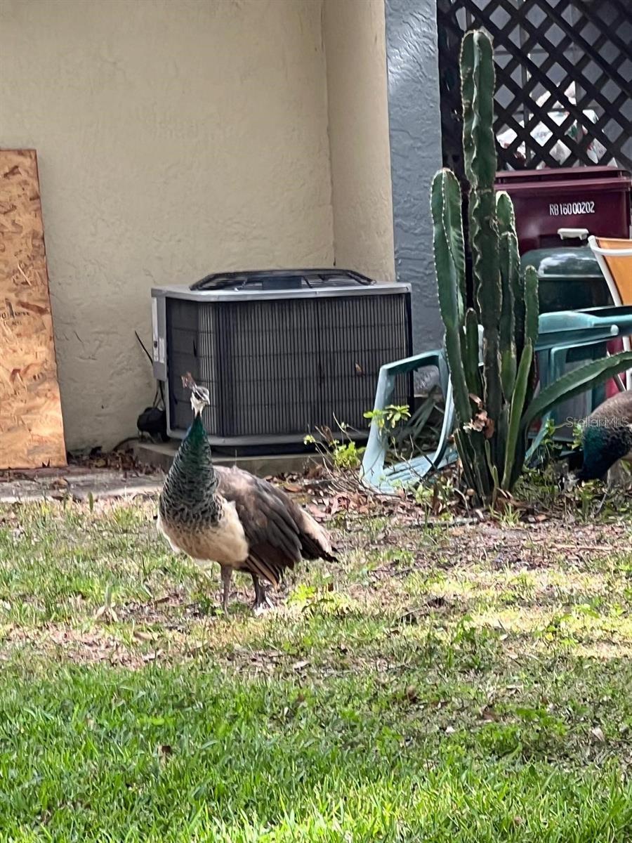 Image 31 of 45 For 1100 Calanda Avenue