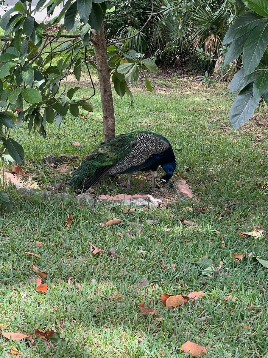 Image 32 of 45 For 1100 Calanda Avenue