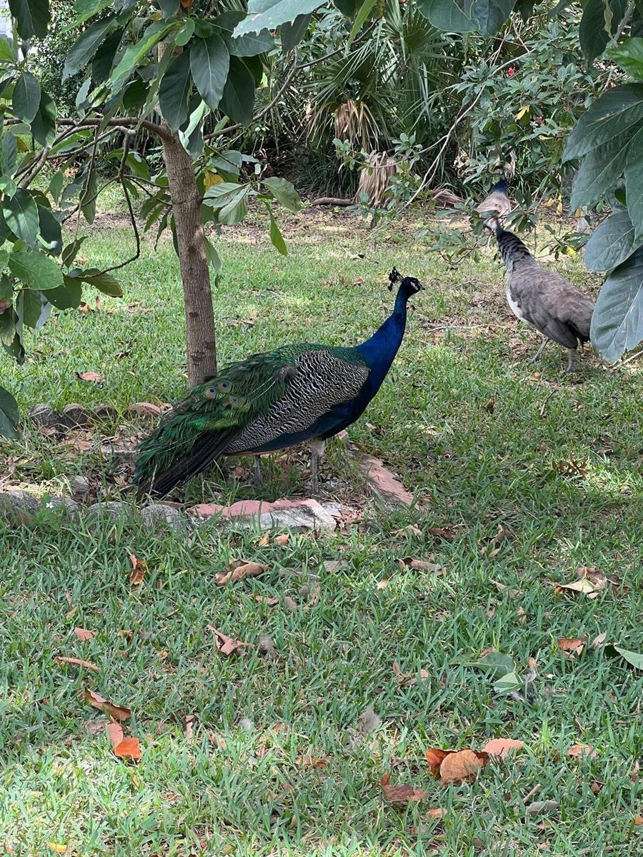 Image 33 of 45 For 1100 Calanda Avenue