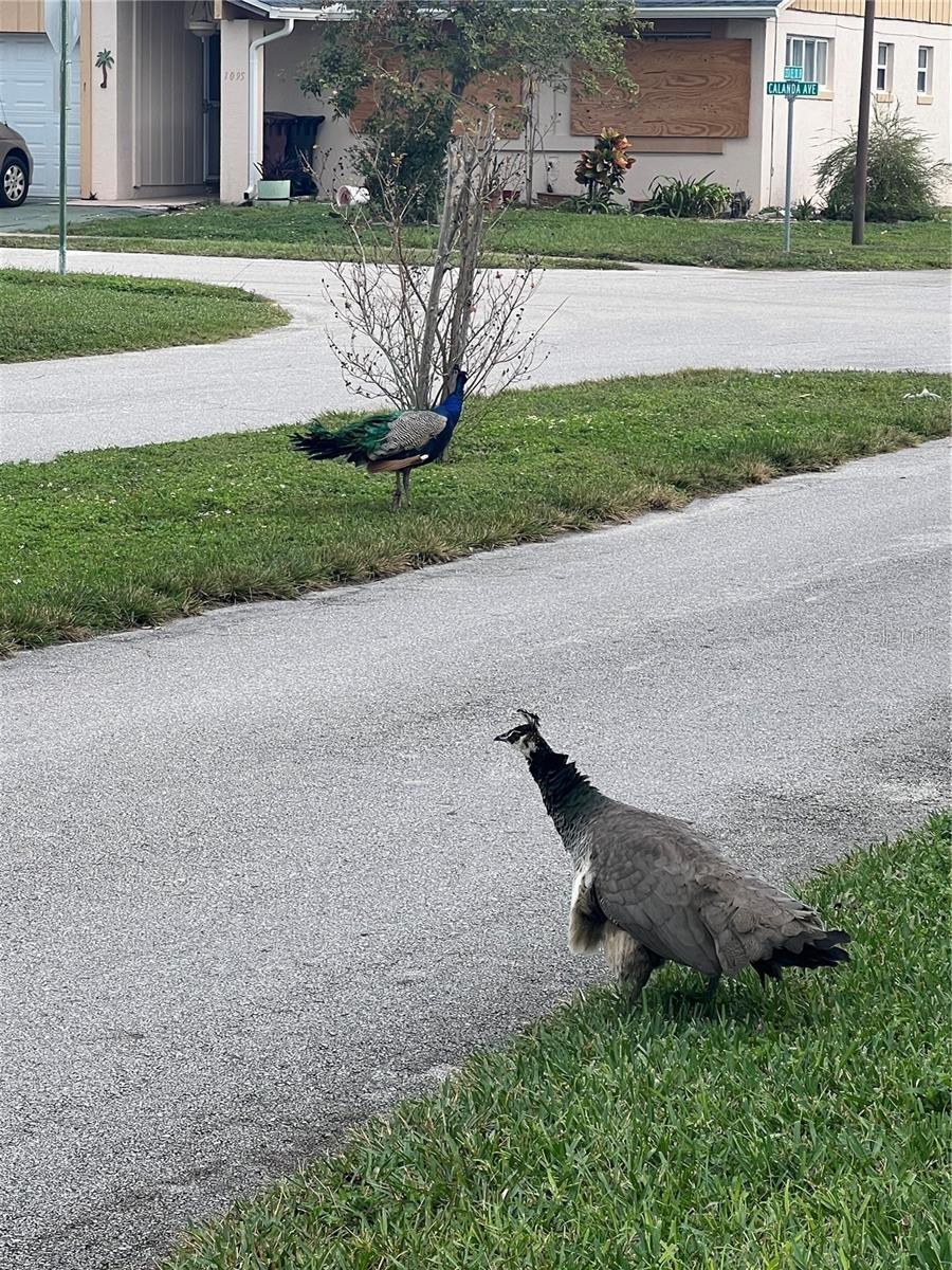 Image 34 of 45 For 1100 Calanda Avenue