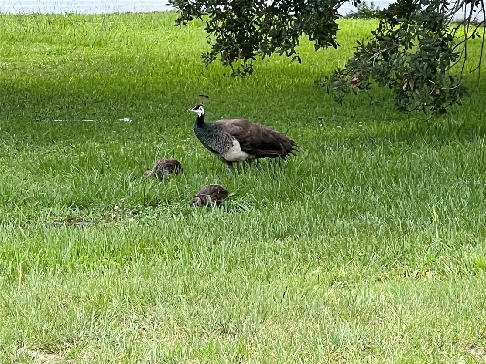 Image 35 of 45 For 1100 Calanda Avenue