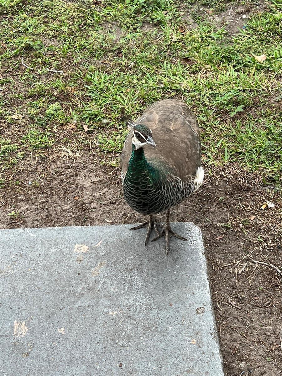 Image 36 of 45 For 1100 Calanda Avenue