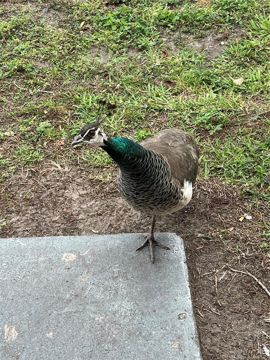 Image 37 of 45 For 1100 Calanda Avenue