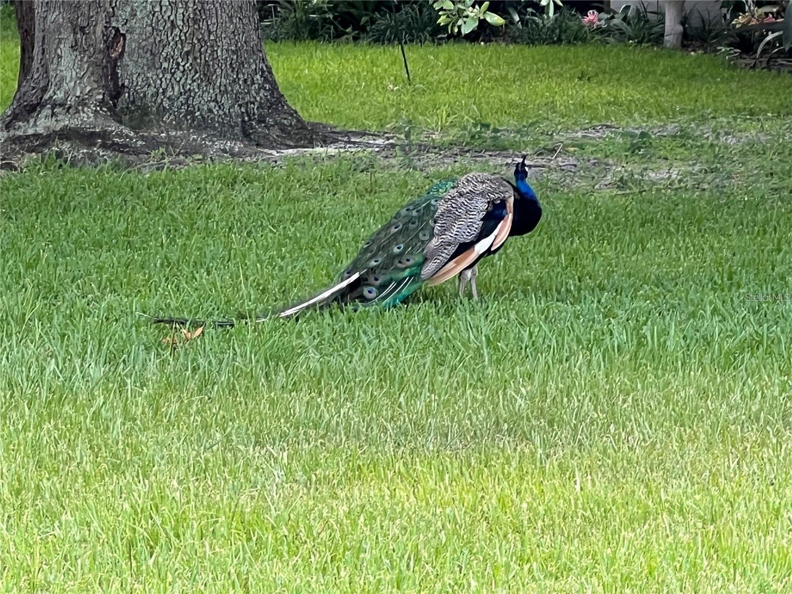 Image 38 of 45 For 1100 Calanda Avenue