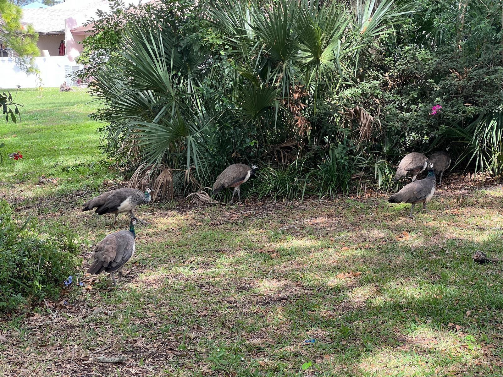 Image 39 of 45 For 1100 Calanda Avenue