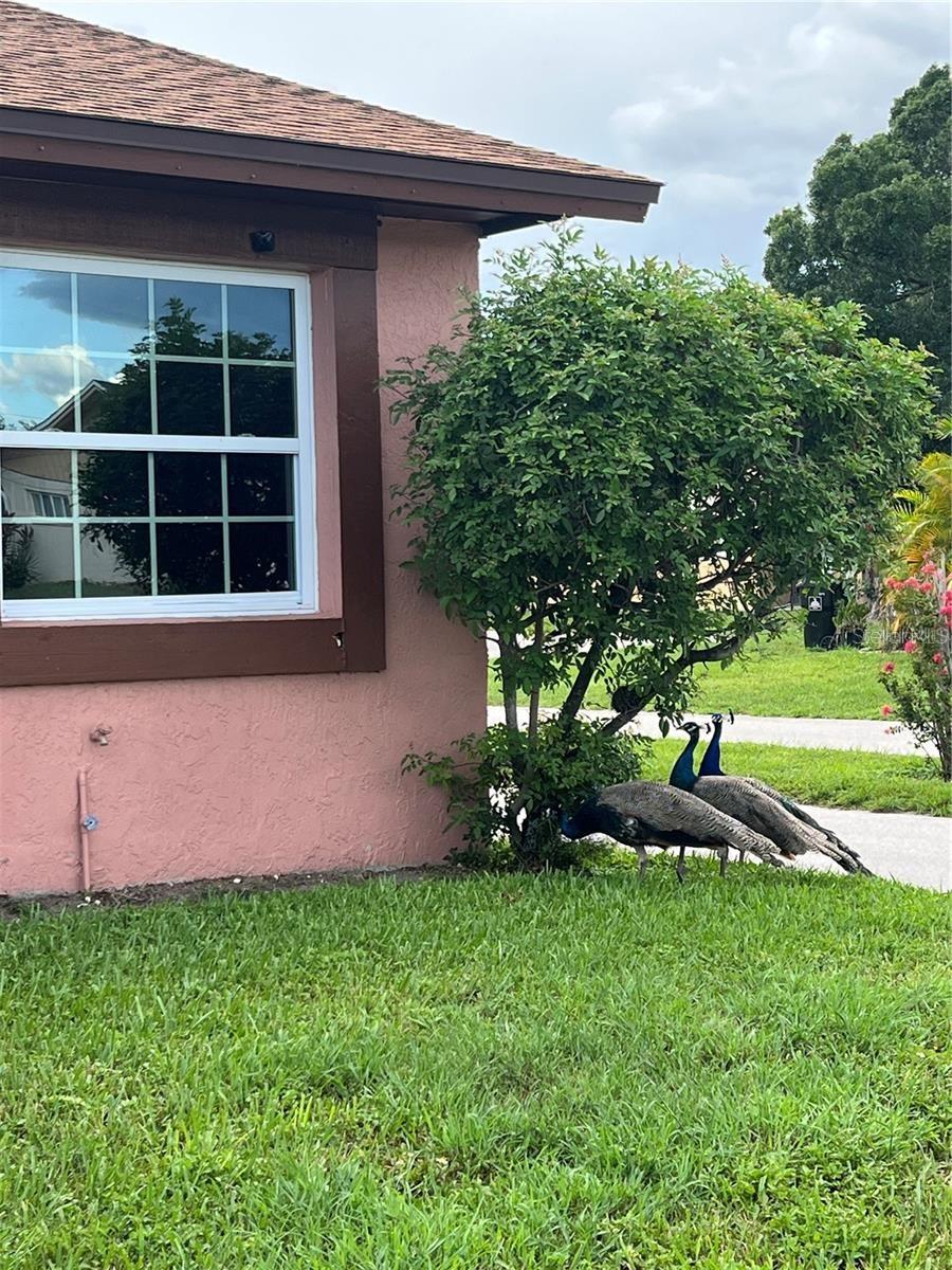 Image 5 of 45 For 1100 Calanda Avenue