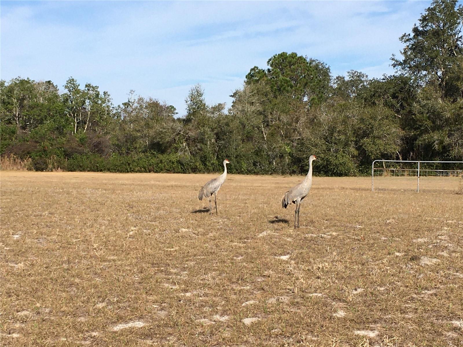 Image 6 of 65 For 1297 Pfundstein Road