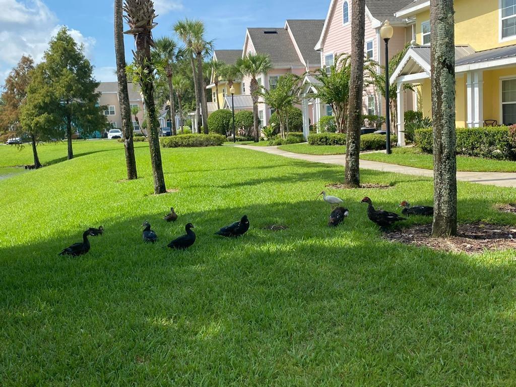 Image 23 of 27 For 5006 Mangrove Alley 201