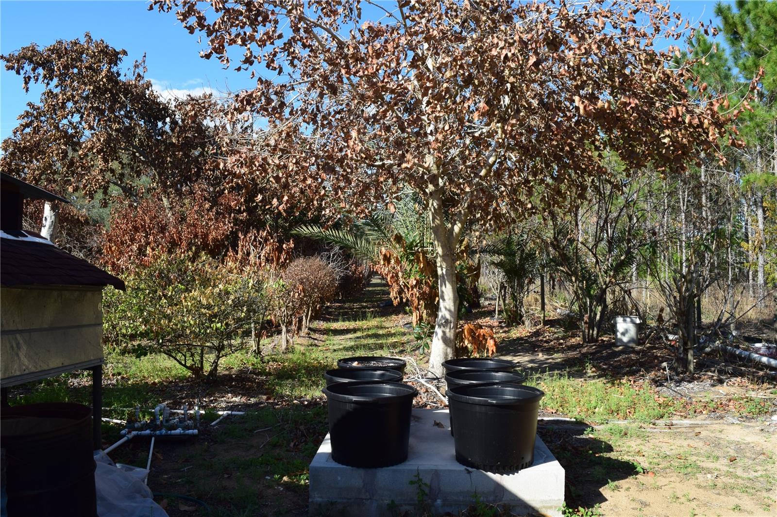 Image 20 of 76 For 7901 Cherry Lake Groves Road