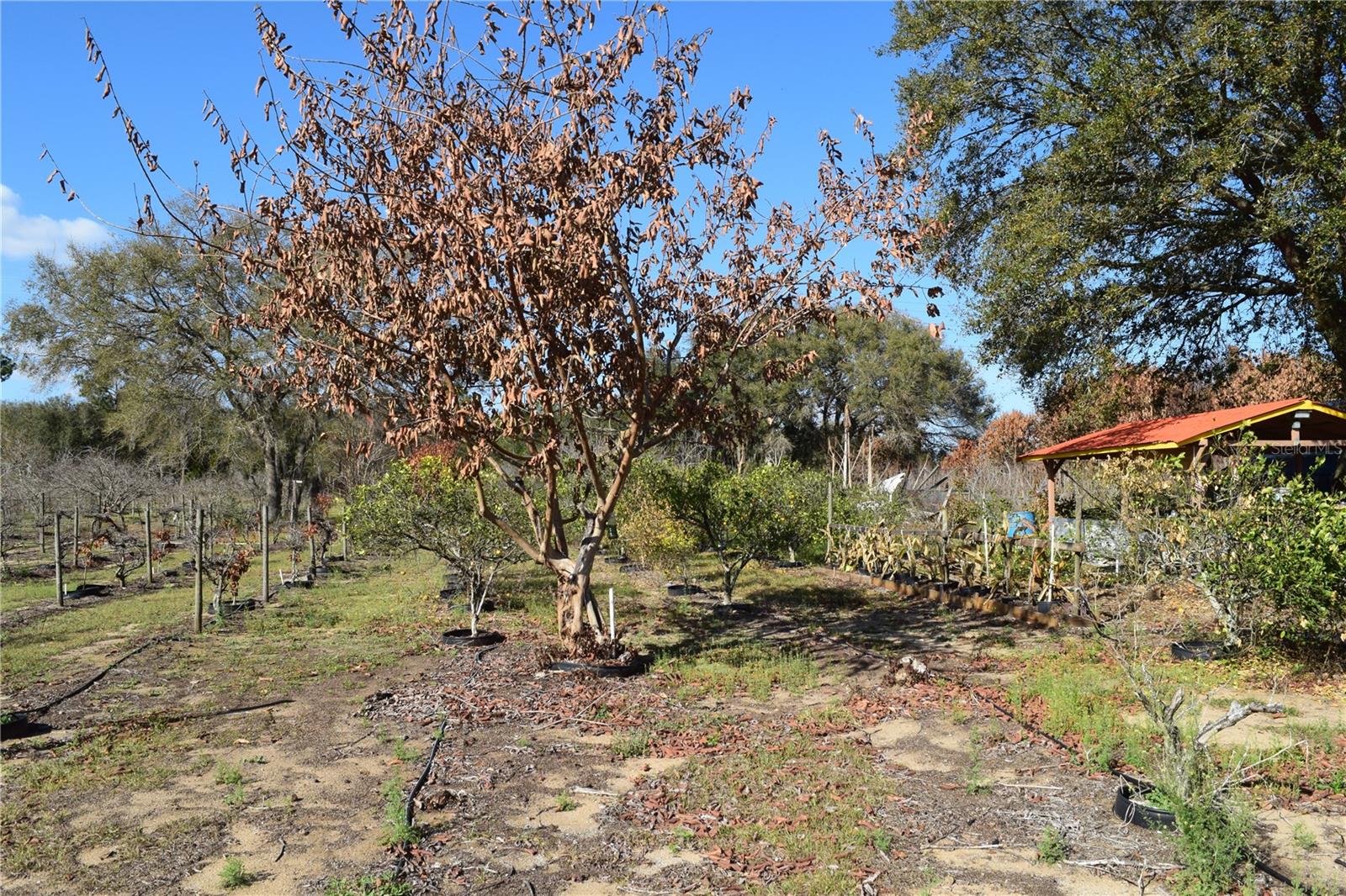 Image 37 of 76 For 7901 Cherry Lake Groves Road