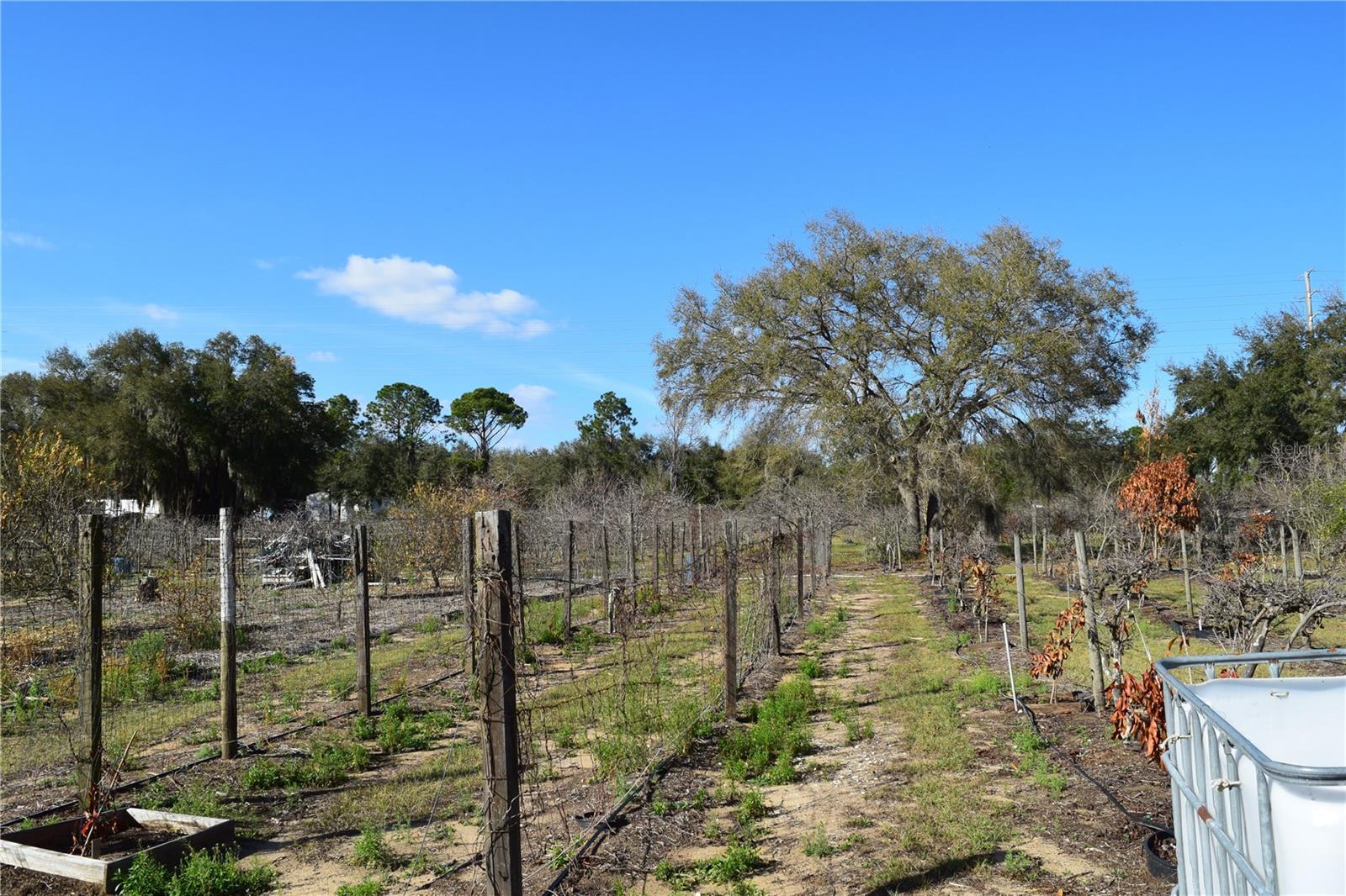 Image 38 of 76 For 7901 Cherry Lake Groves Road