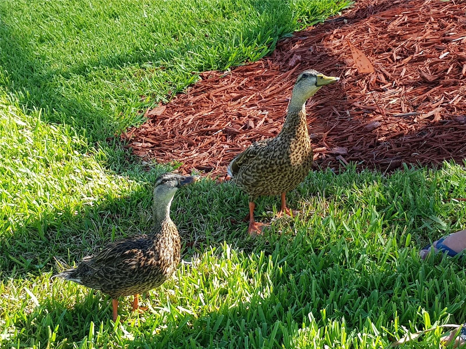 Image 39 of 45 For 936 Lake Berkley Drive