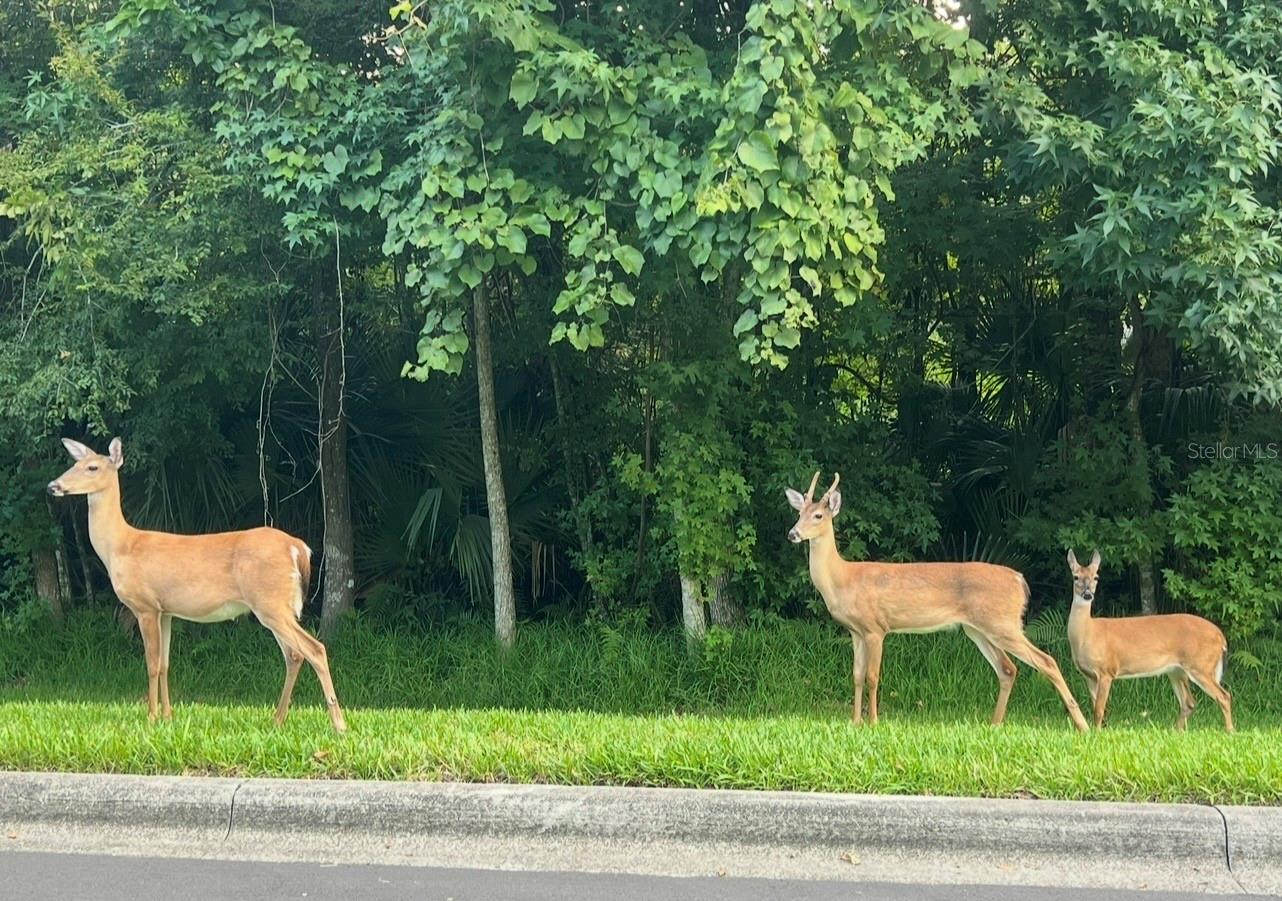 Image 33 of 34 For 1143 Indigo Drive