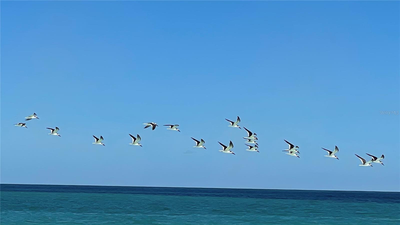 Image 16 of 24 For Coral Circle