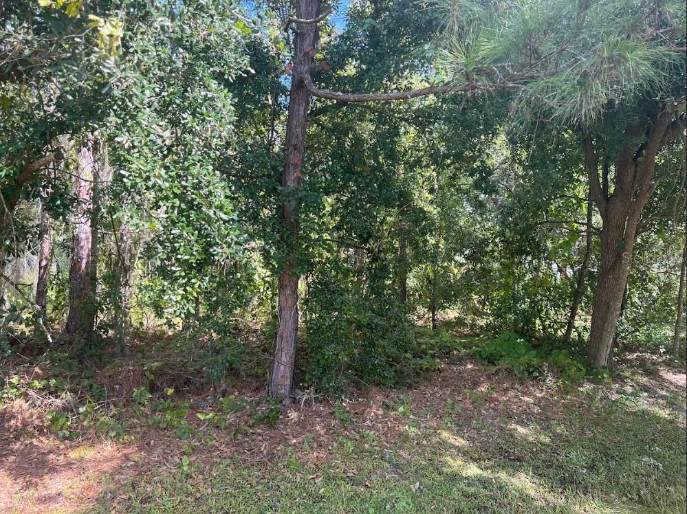 Listing photo id 0 for Wauchula Street