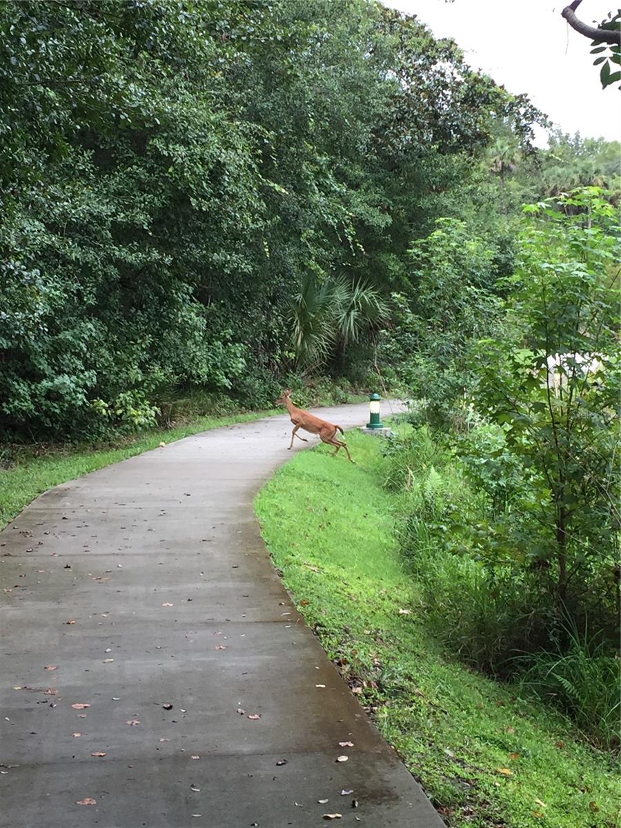 Image 52 of 52 For 1231 Wright Cir  308