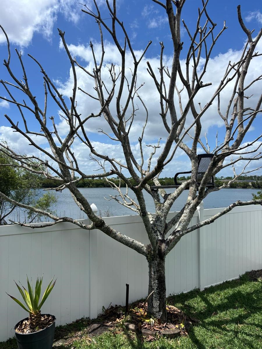 Image 47 of 52 For 1034 Bella Vida Boulevard