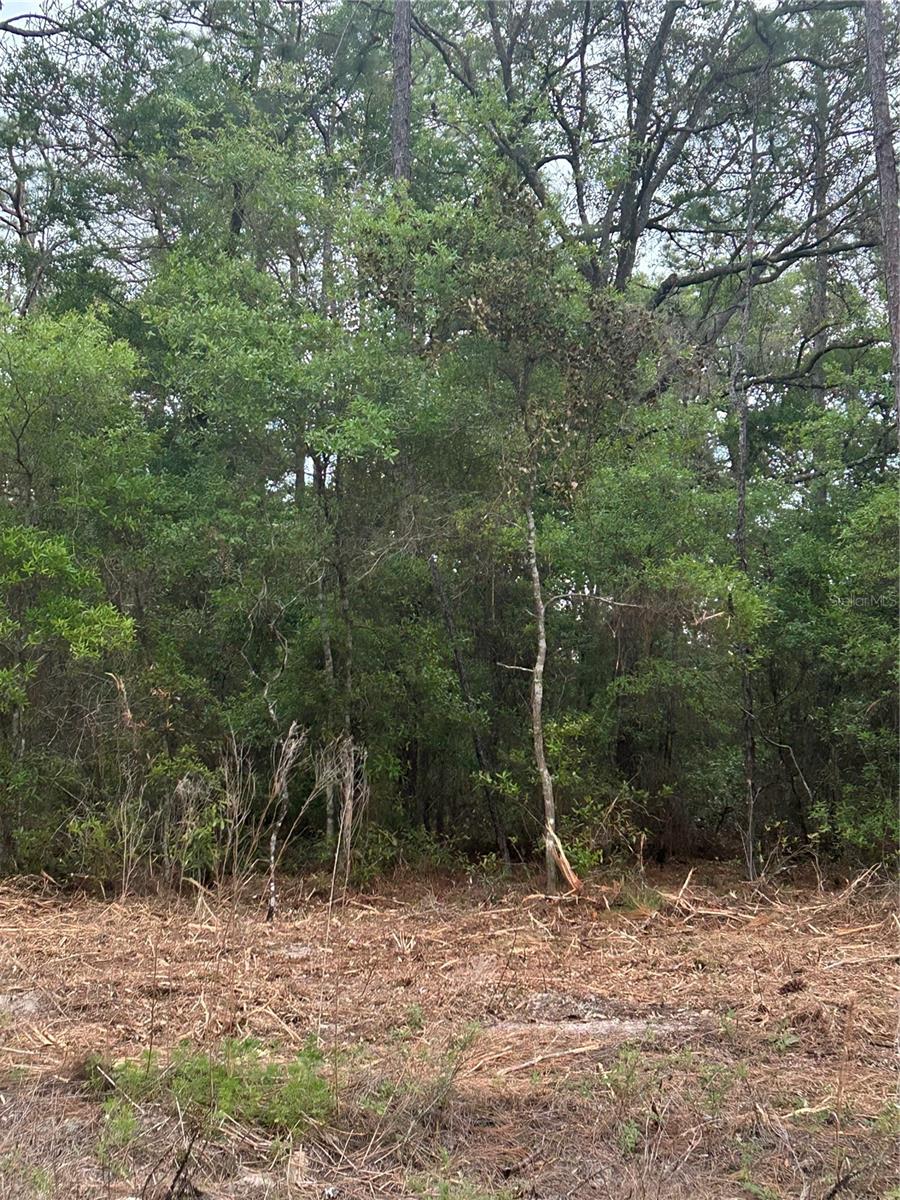 Image 2 of 2 For 10831 Mataro Avenue