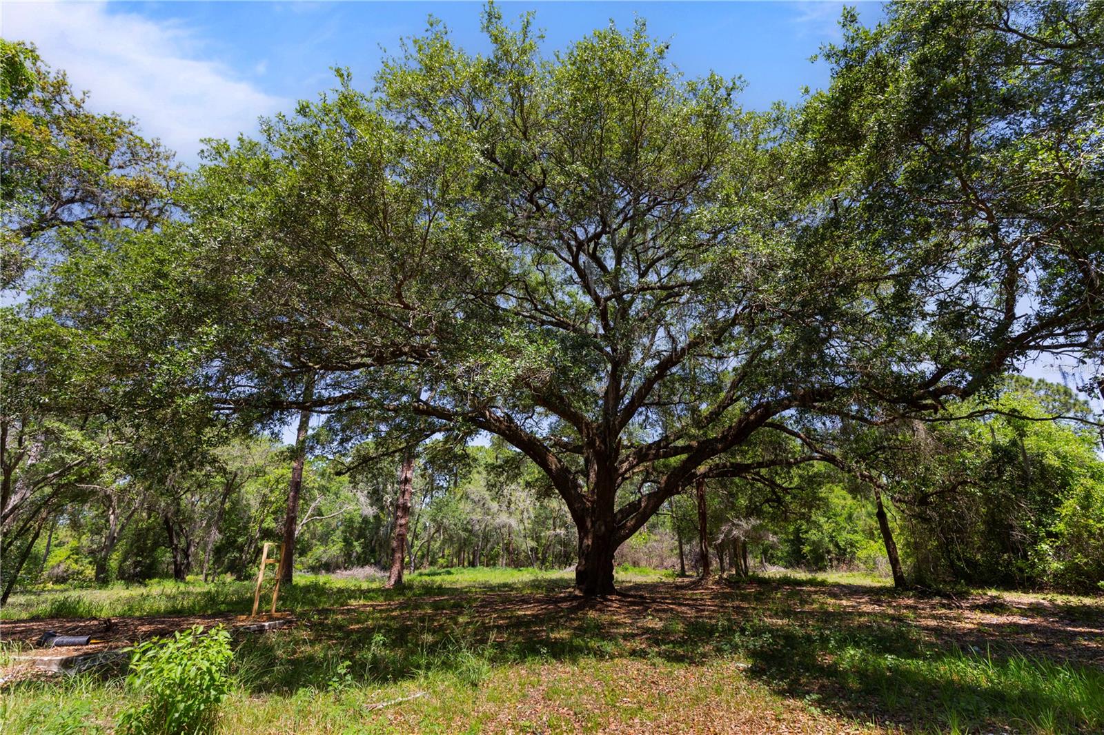 Image 6 of 25 For 9121 Florida Boys Ranch Road