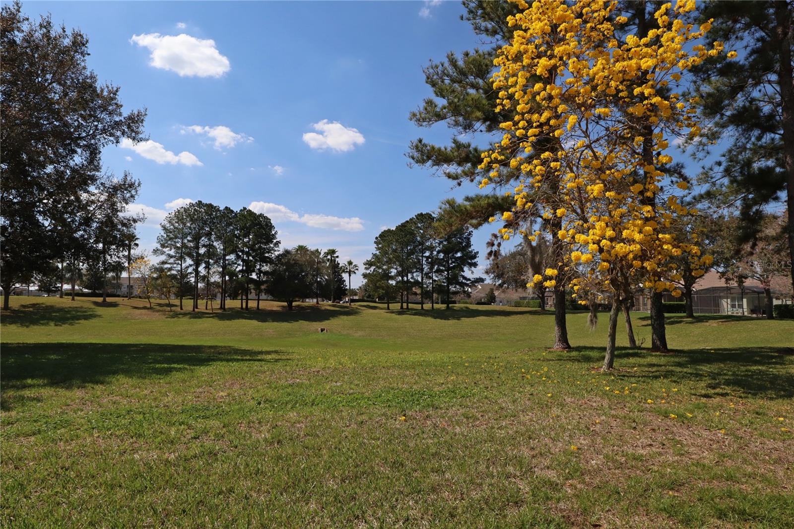 Image 38 of 42 For 8211 Fan Palm Way