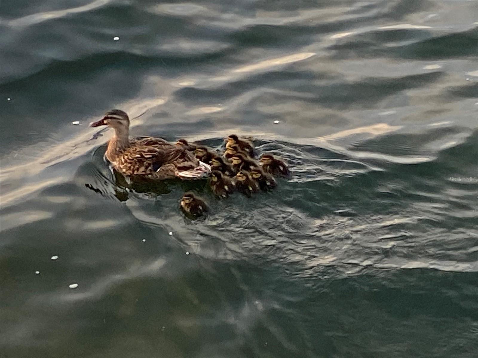 Image 42 of 85 For 5915 Sea Ranch Drive 711