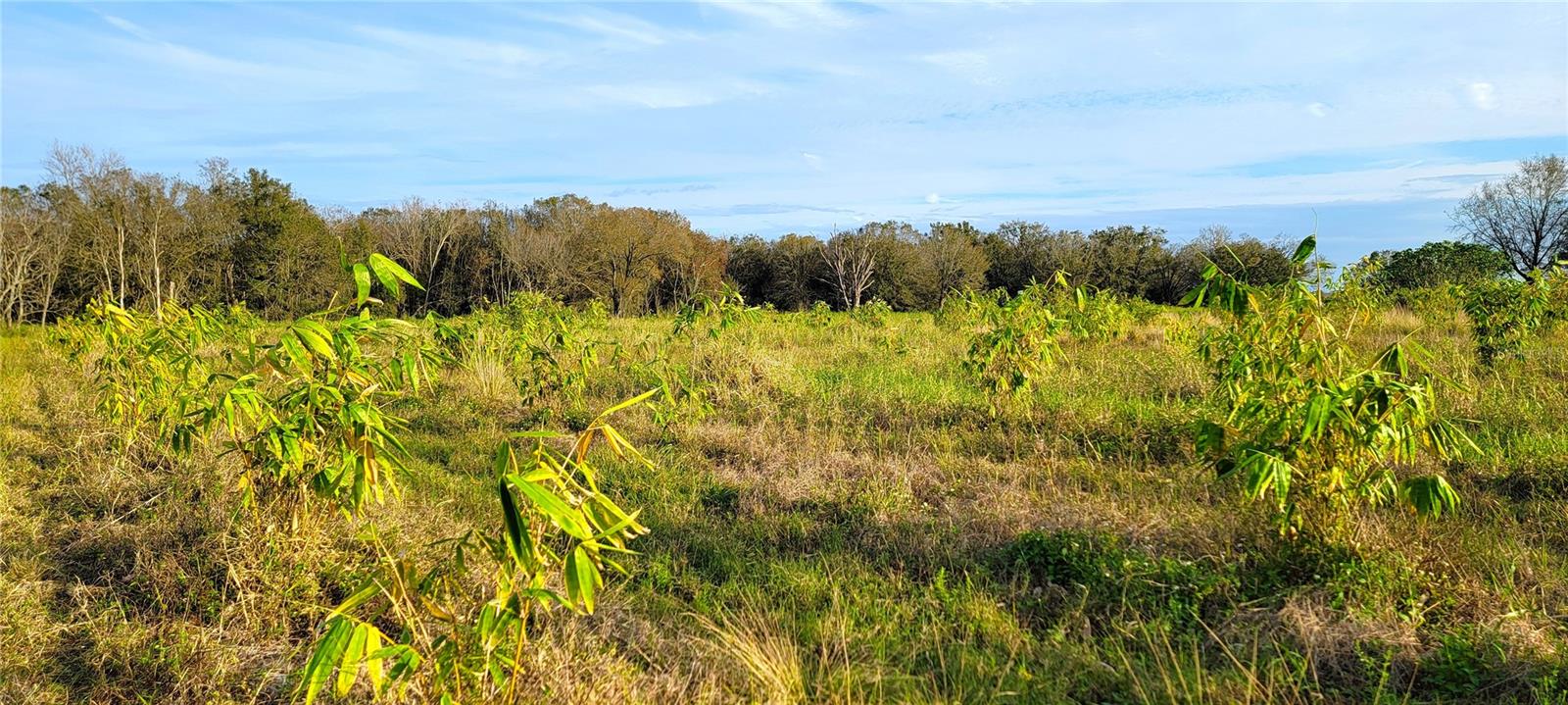 Image 17 of 19 For 0 Mineral Branch Road