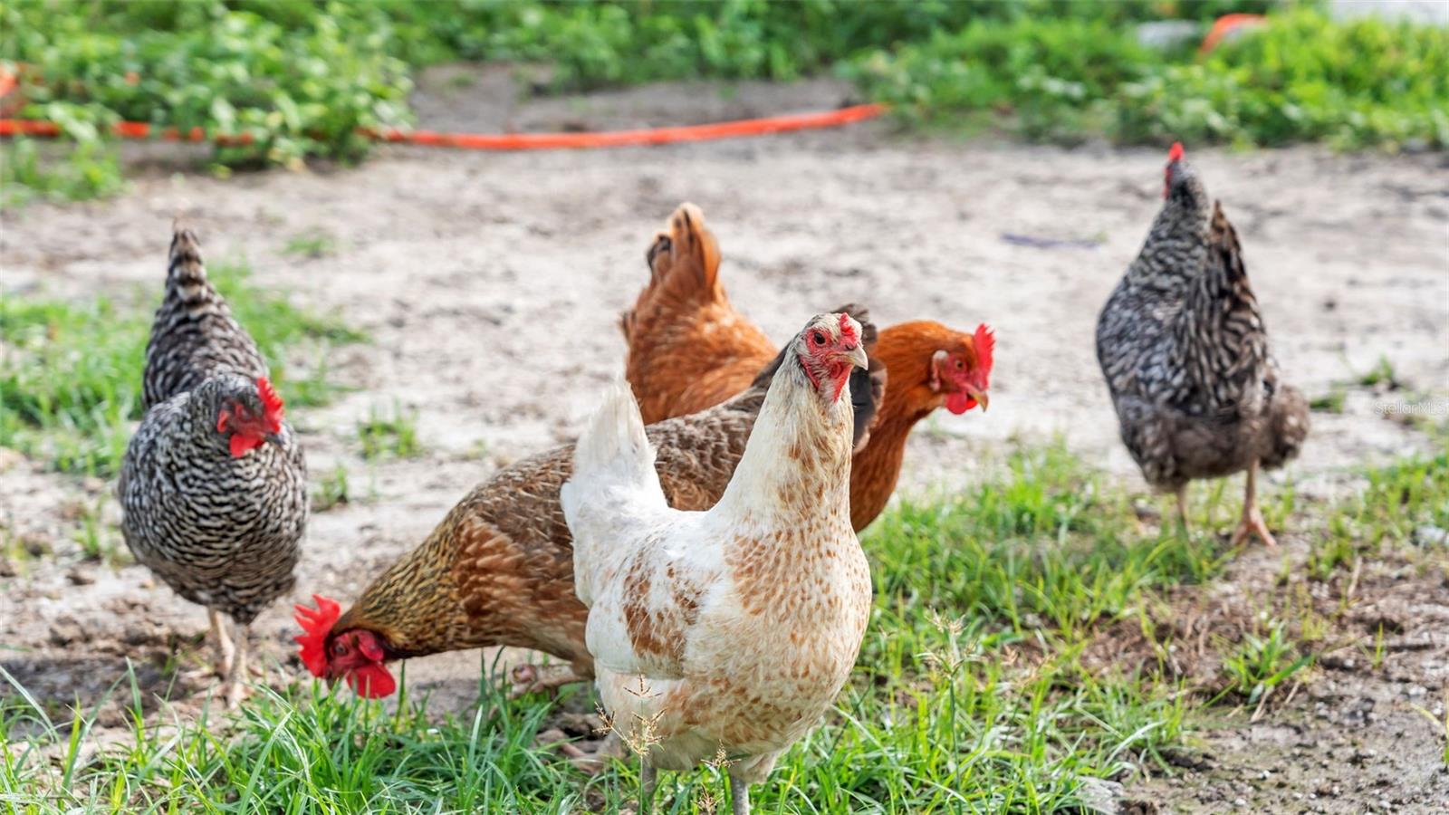 Image 16 of 41 For 1305 Cherry Lane