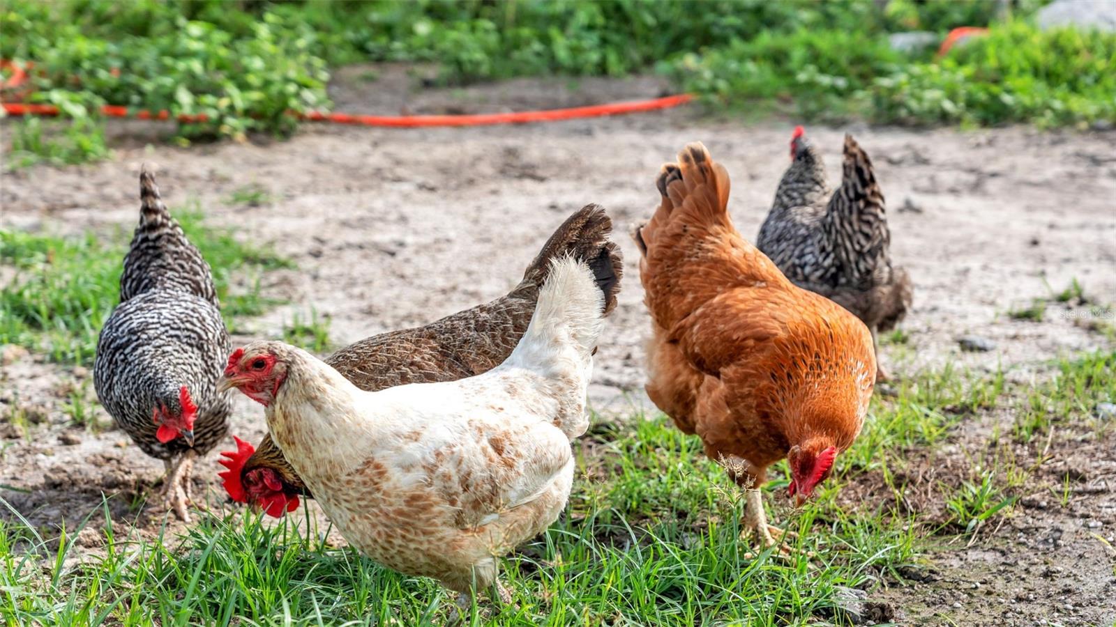 Image 17 of 41 For 1305 Cherry Lane