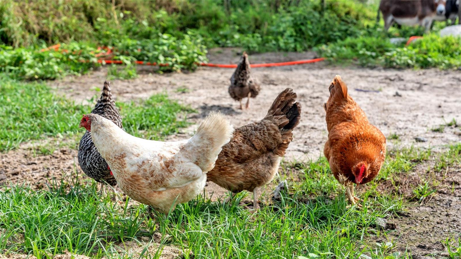 Image 18 of 41 For 1305 Cherry Lane