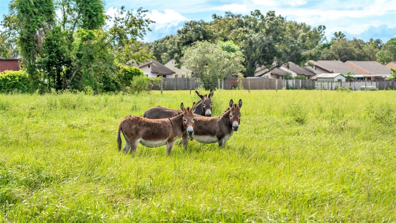 Image 19 of 41 For 1305 Cherry Lane