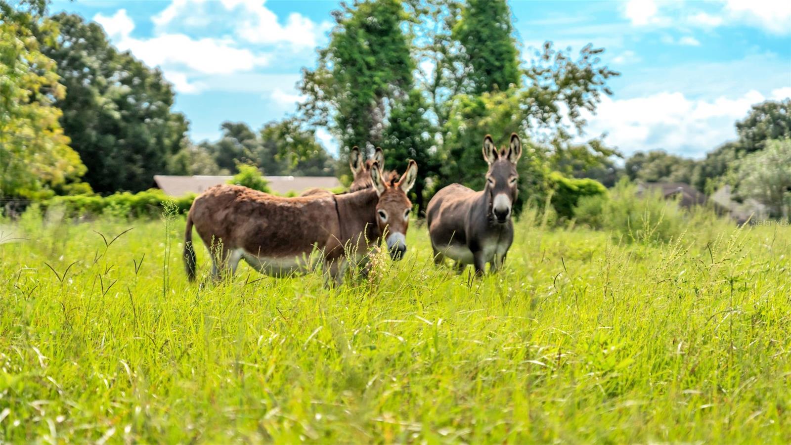 Image 20 of 41 For 1305 Cherry Lane