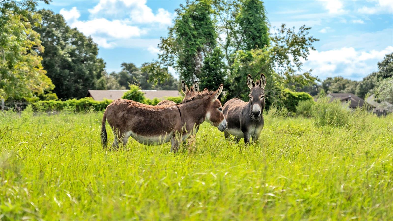 Image 21 of 41 For 1305 Cherry Lane