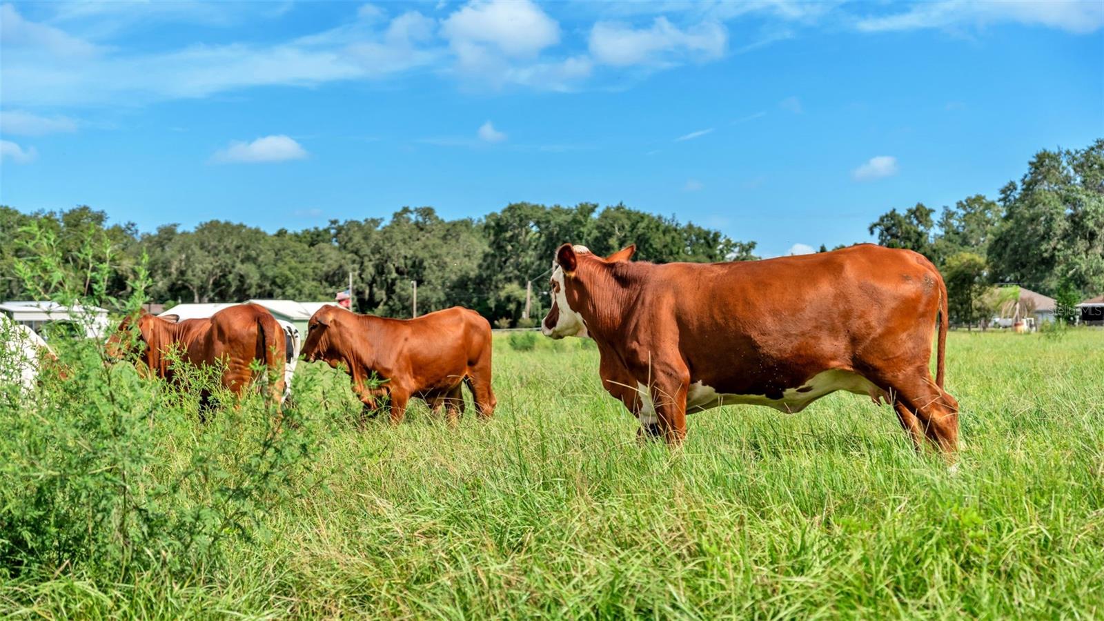 Image 23 of 41 For 1305 Cherry Lane