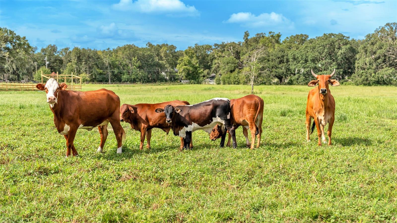 Image 25 of 41 For 1305 Cherry Lane