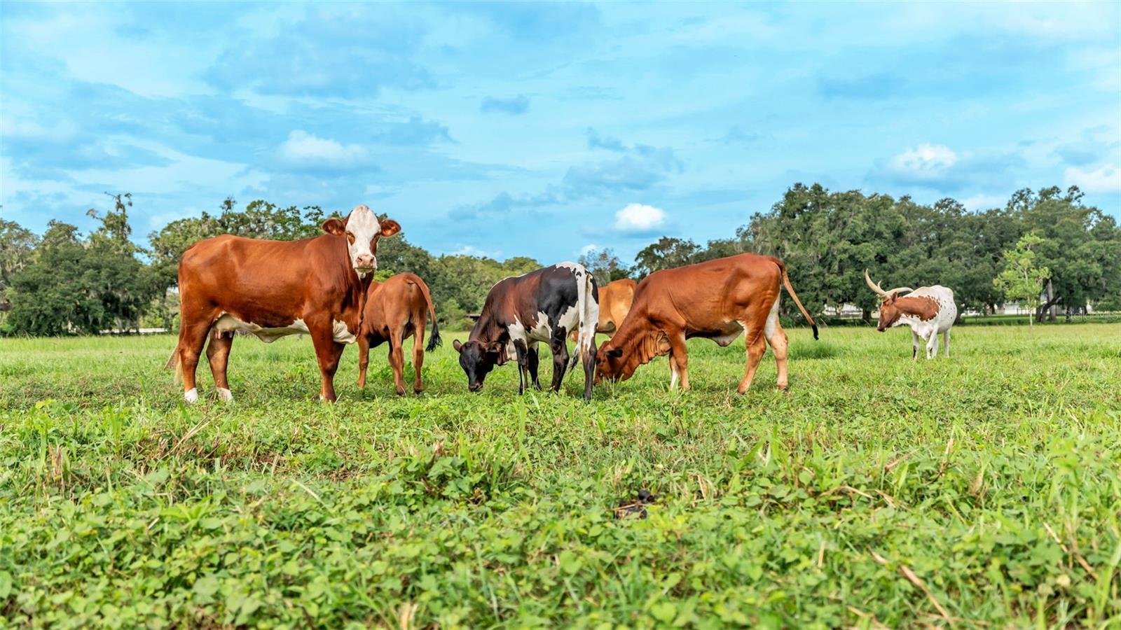 Image 27 of 41 For 1305 Cherry Lane